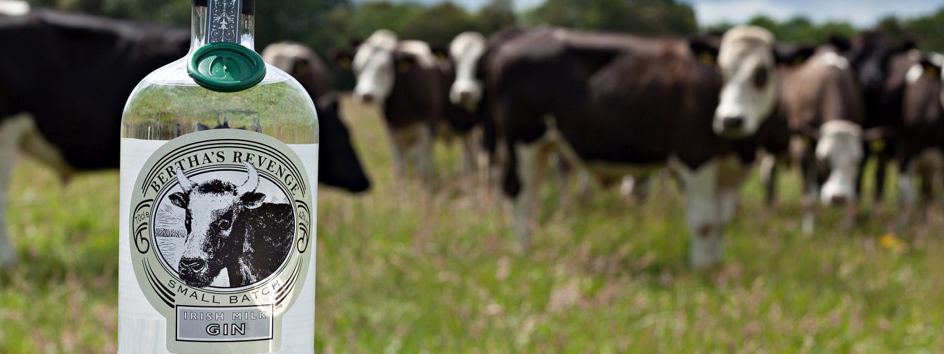 Cows looking at Bertha's Revenge gin